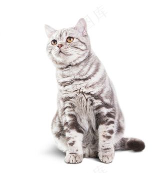 白色背景上可爱的小灰猫