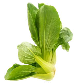绿色小油菜蔬菜 绿色小油菜蔬菜