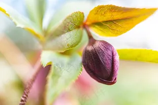 彩色秋叶的背景。美丽多彩的秋天。片材组成