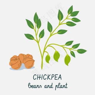 鹰嘴豆和植物手绘
