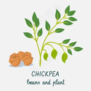 鹰嘴豆和植物手绘 鹰嘴豆和植物手绘