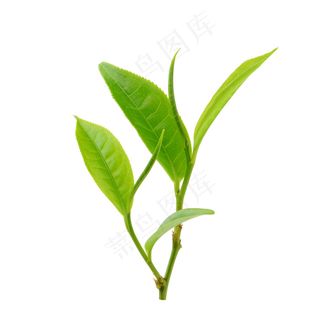 7_白底绿茶叶_7