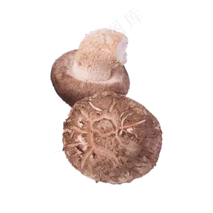 香菇（png免抠）