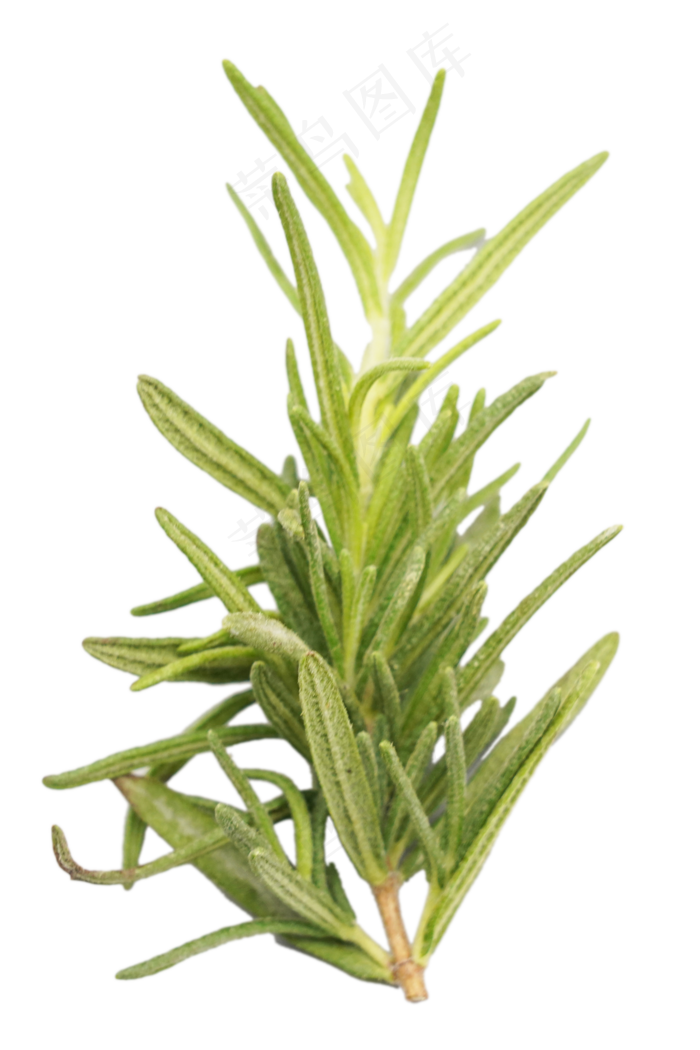 新鲜迷迭香