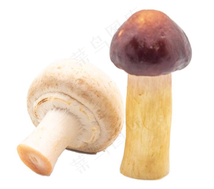 蔬菜香菇食材