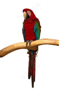 鸟类鹦鹉,免抠元素