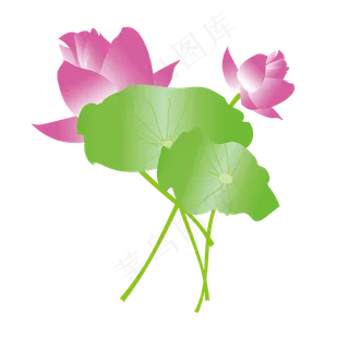 矢量荷叶荷花主题手绘