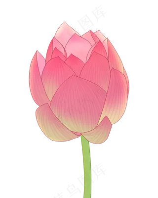 一朵精致的荷花骨朵