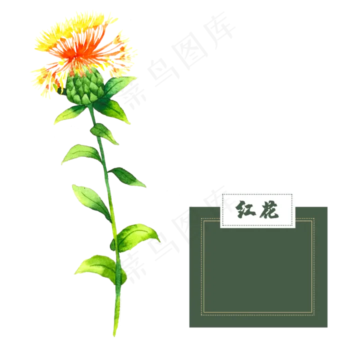 花类中草药西藏红花水彩(2500X2500(DPI:300))psd模版下载
