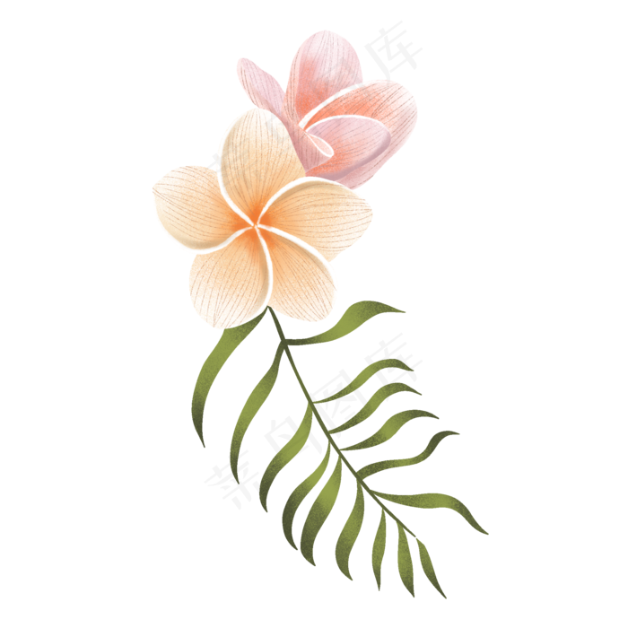 春天里的两朵鸡蛋花,免抠元素(2000X2000(DPI:300))psd模版下载