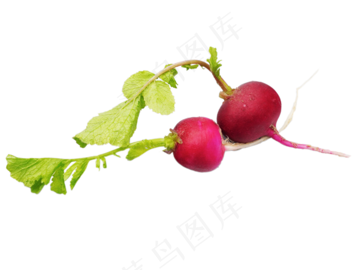 脆萝卜红皮萝卜