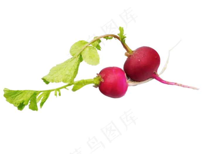 脆萝卜红皮萝卜(2000X2000(DPI:300))psd模版下载