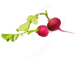 脆萝卜红皮萝卜