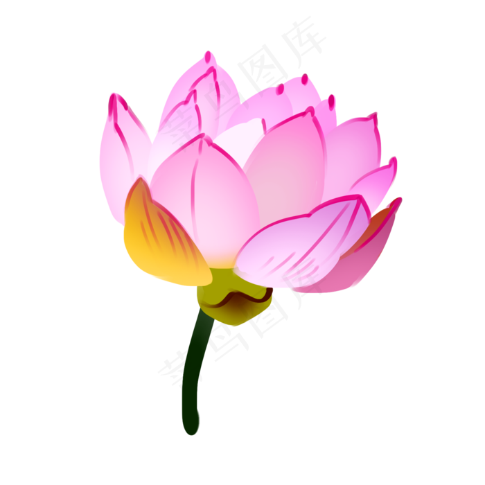 淡雅的粉色荷花插画