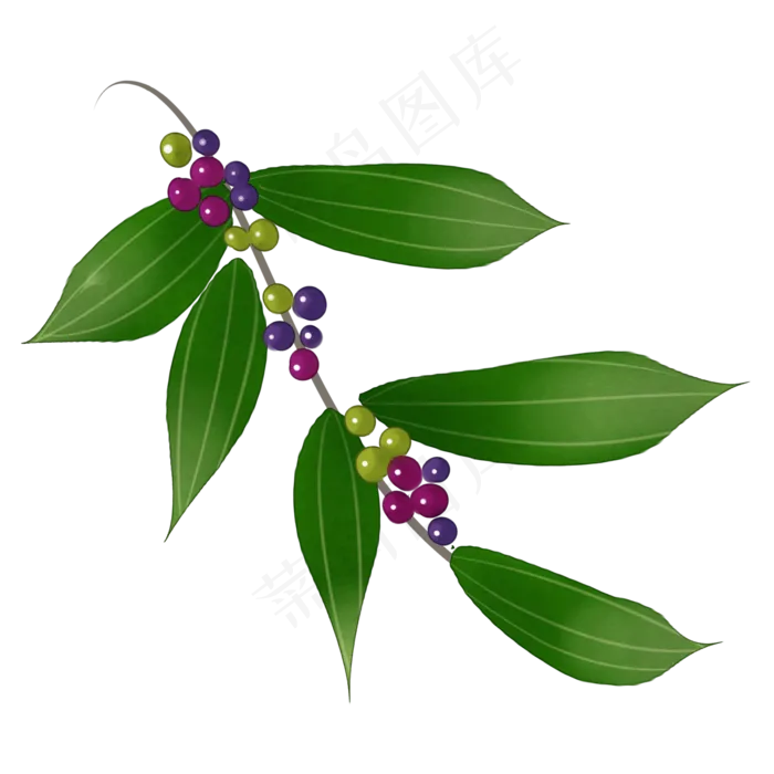 中药茯苓花实物插图免抠(2000X2000(DPI:300))psd模版下载