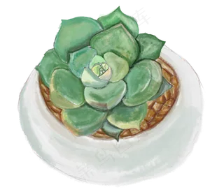 清新多肉植物彩色绿色植物盆栽png,免抠元素