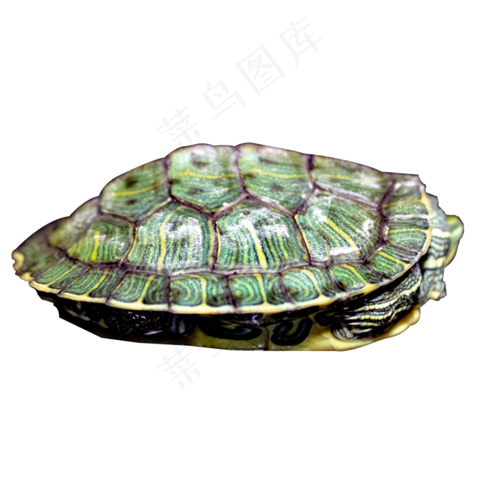 实拍两栖动物乌龟,免抠元素