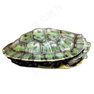 实拍两栖动物乌龟,免抠元素