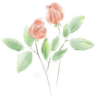 水粉两张未开的玫瑰 水粉两张未开的玫瑰