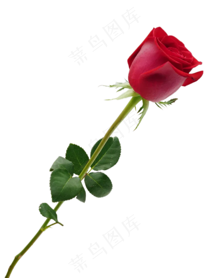 爱情花朵红玫瑰(2000X2000(DPI:300))