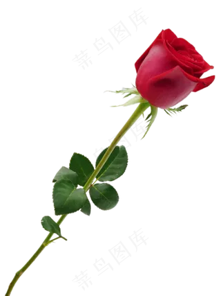 爱情花朵红玫瑰