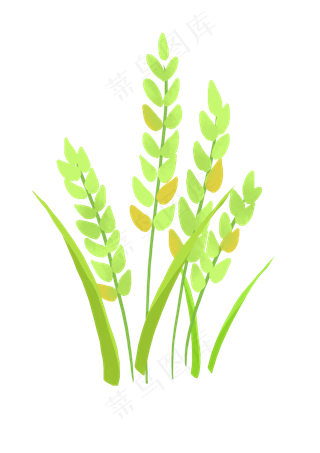 绿色麦子麦穗