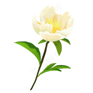 精美植物芍药花