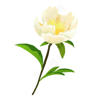 精美植物芍药花