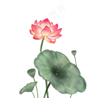 中国风荷花,免抠元素