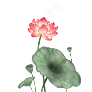 中国风荷花,免抠元素