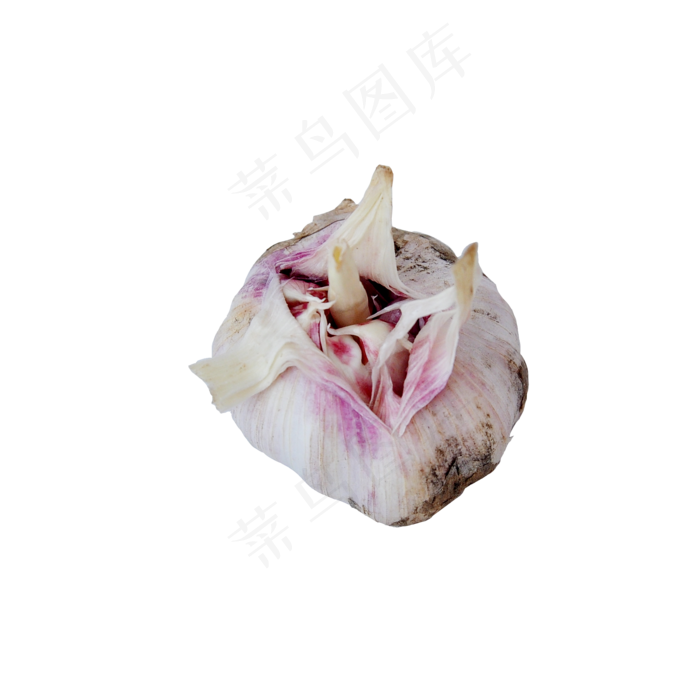 新鲜大蒜(2000X2000(DPI:300))