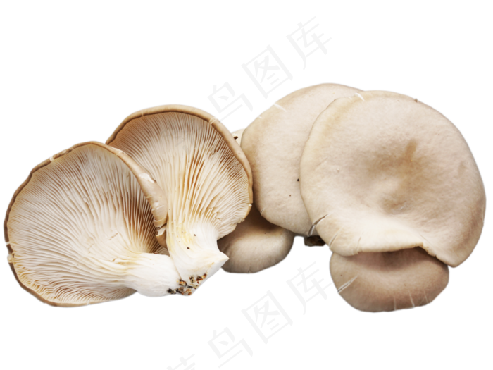 平菇蔬菜食材