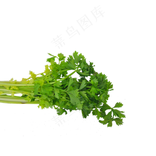 新鲜芹菜