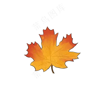 枫叶秋天树叶手绘可商用元素标本