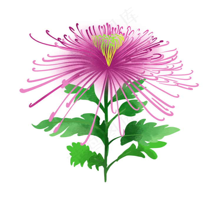 手绘唯美秋季植物花卉菊花(2000X2000(DPI:300))psd模版下载