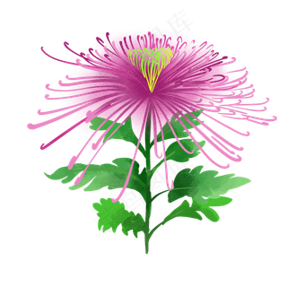 手绘唯美秋季植物花卉菊花