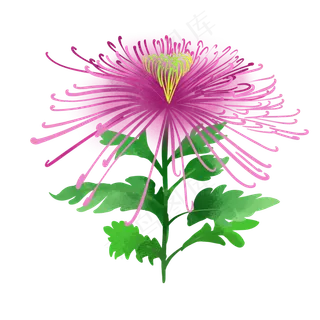 手绘唯美秋季植物花卉菊花