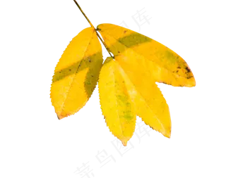 秋天黄色树叶
