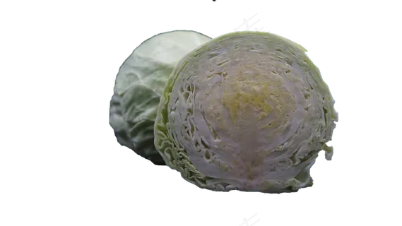 植物卷心菜 植物卷心菜