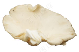 白色蔬菜蘑菇