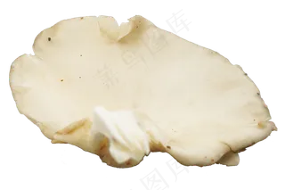 白色蔬菜蘑菇