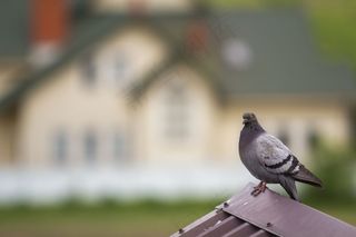 这是一只美丽的大灰白长大的鸽子的特写，它有橙色的眼睛和浓密的羽毛，栖息在棕色金属瓦屋顶上，背景是模糊明亮的彩色两层房子。