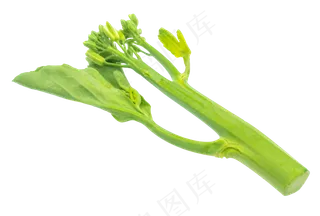 蔬菜绿色菠菜