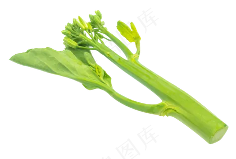 蔬菜绿色菠菜 蔬菜绿色菠菜
