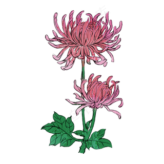 菊花花卉重阳节