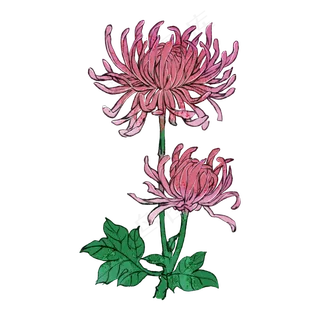 菊花花卉重阳节