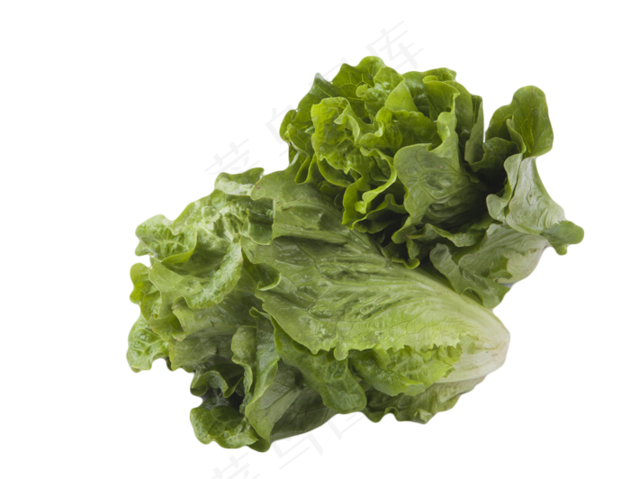 生菜蔬菜(1550X1179(DPI:240))psd模版下载