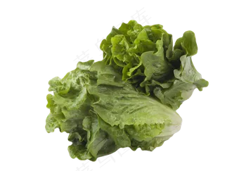 生菜蔬菜