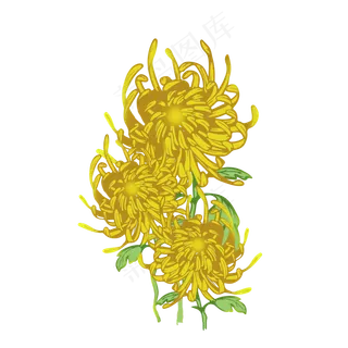 重阳节小清新菊花