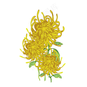 重阳节小清新菊花